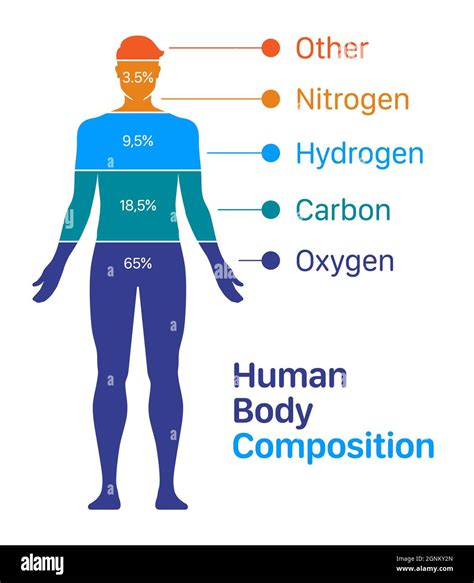 Human body composition chart vector illustration. List of chemical ...