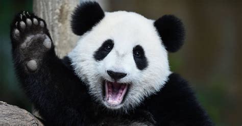 Are Pandas Dangerous? - A-Z Animals