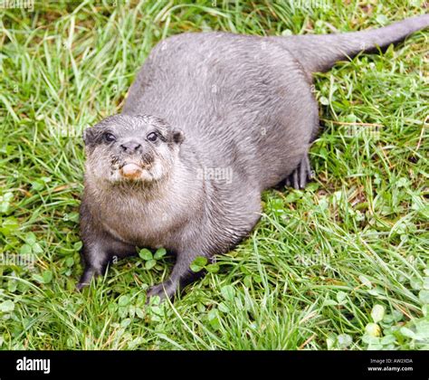 The Buckfast Butterfly Farm & Otter Sanctuary Buckfastleigh, Devon west ...