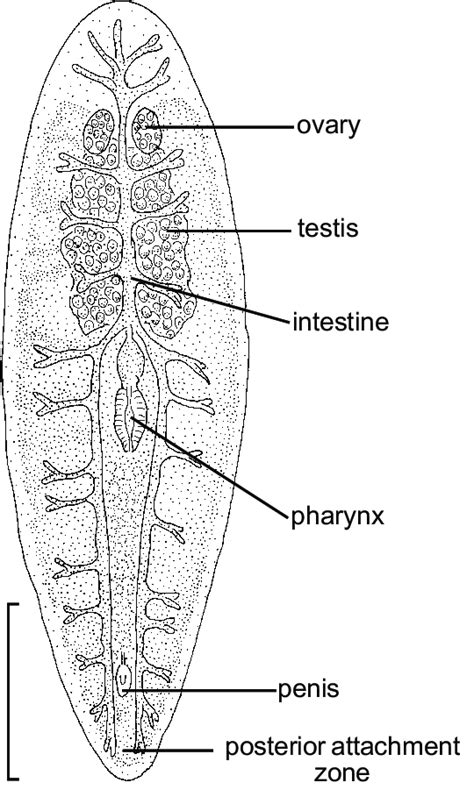 95. Micropharynx parasitica (Tricladida, Turbellaria), dorsal view ...