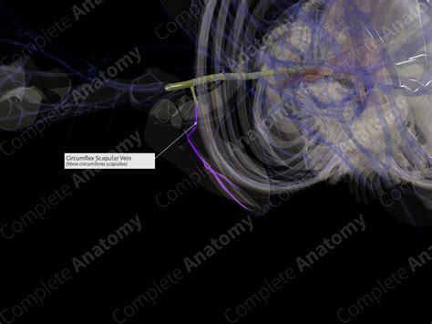 Circumflex Scapular Vein (Right) | Complete Anatomy