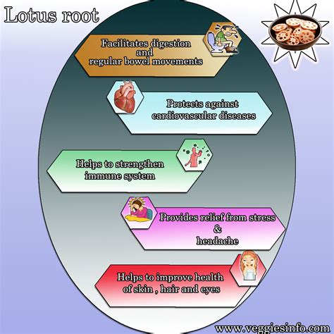 Lotus Root uses And Its Health Benefits | Veggies Info