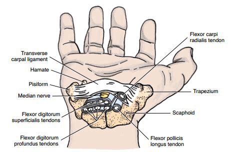 Carpal Tunnel Anatomy | Epomedicine