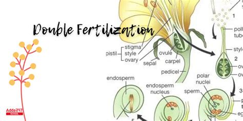 Double Fertilization, Definition, Process in Plant & Humans, Diagram