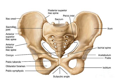 How do you get Symphysis Pubis Dysfunction? (SPD)