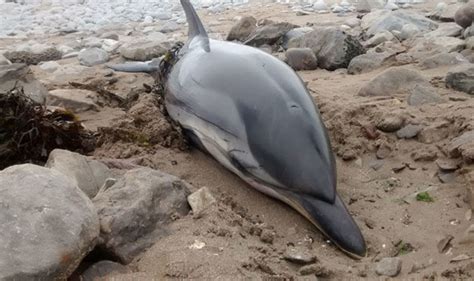 Dolphin alert: Wildlife lovers warned NOT to return beached dolphins to the seas | Nature | News ...