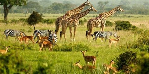 Safari Animals: 15 Iconic Animals To Spot On A Game Drive ️