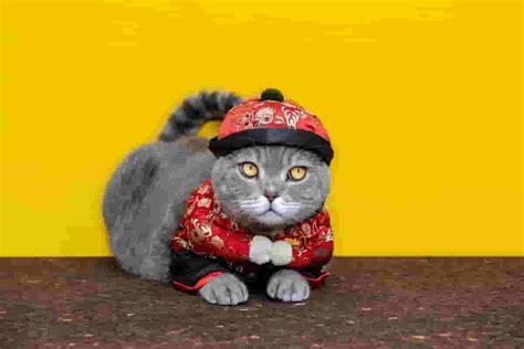 How to Make a Fat Cat Costume? - Costumes & Accessories Ideas For Everyone