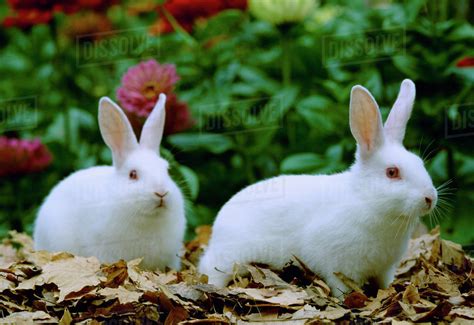 Livestock - Domestic Rabbits, New Zealand rabbits in a garden / Illinois, USA. - Stock Photo ...