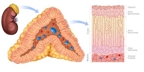 Adrenal Gland - Disorders and Functions