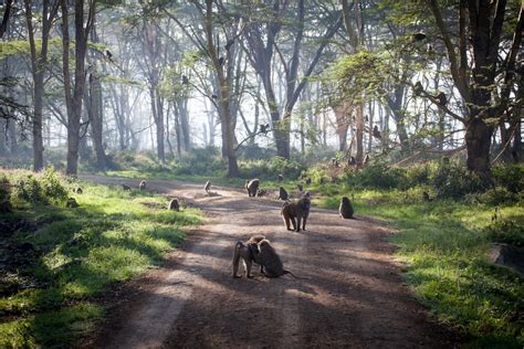 Lake Nakuru - Safari Rim