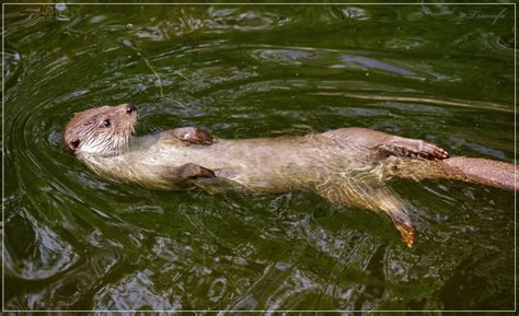 European otter swimming by Triumfa on DeviantArt