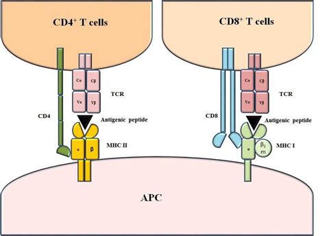 Structure of MHC-peptide-TCR complexes. The TCR on T cells recognizes ...