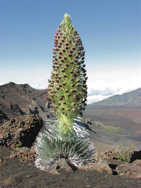 Maui’s rare silversword plants on Haleakala are dying from increased warmth and drought ...