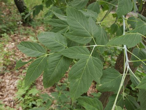 Boxelder | The Morton Arboretum