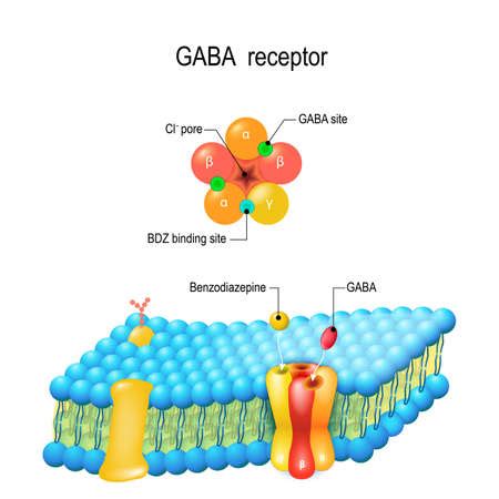 Vector of Cell membrane. GABA receptor - ID:128230673 - Royalty Free Image - Stocklib