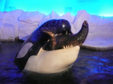 Leopard Seal Vs Killer Whale