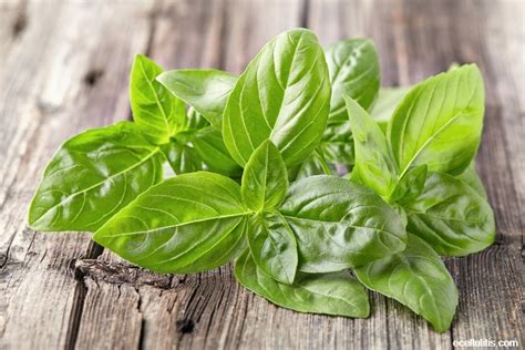 Sweet Basil Health Benefits and Cool Facts | Ecellulitis