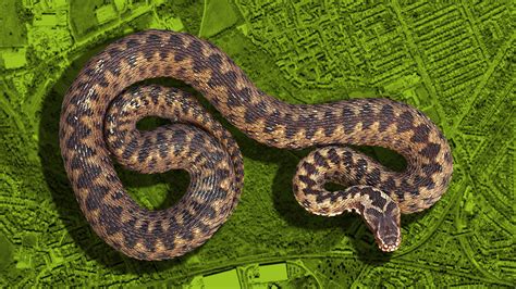 Venomous adders have been spotted in Hounslow