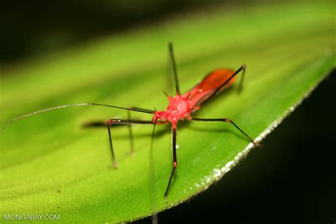 Assassin Bug, family Reduviidae (Red bug)