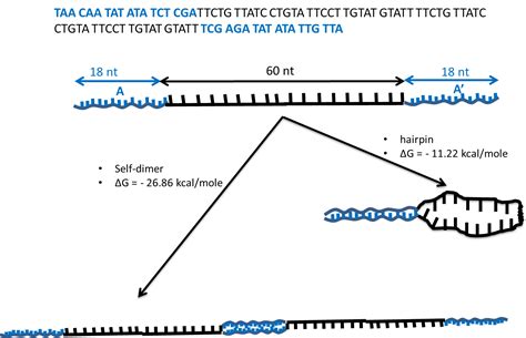 dna - probability of hairpin vs self-dimer formation? - Biology Stack ...