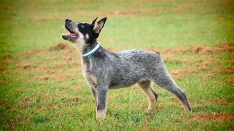 Are Blue Heeler dogs good pets?