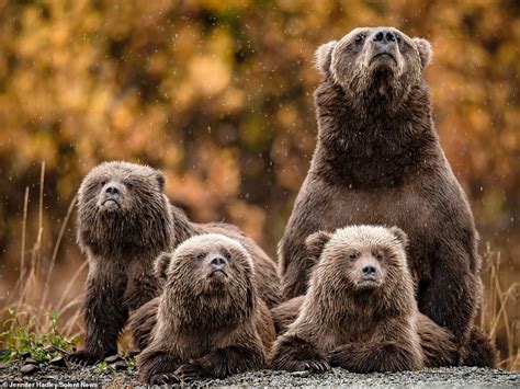 Mother grizzly and her cubs look up to the heavens as it starts to rain | Daily Mail Online