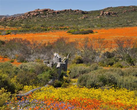 How to visit Namaqualand Flower route - The Curious Journal