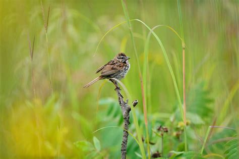 Survey captures global picture of air pollution’s effects on birds