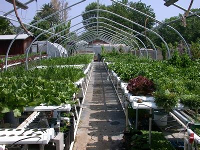 Living Lettuce Farms