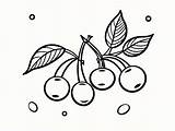 Cute Cherry Coloring  Page sketch template