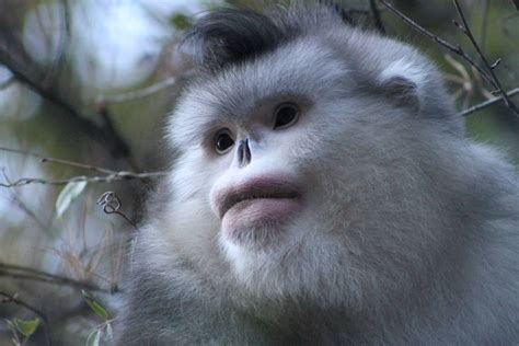 Yunnan snub-nosed monkey (Rhinopithecus bieti), China. (Makes me think of one of Dr. Seuss ...