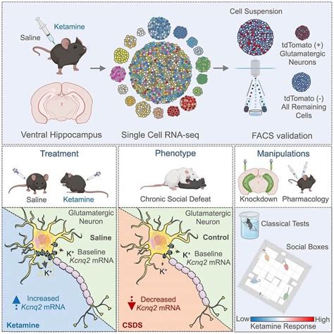 New mechanism of ketamine’s antidepressant action - Max Planck Neuroscience