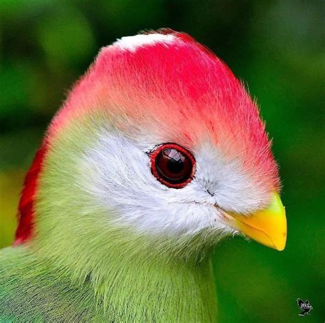 What are the pros and cons of getting an exotic bird? - Quora