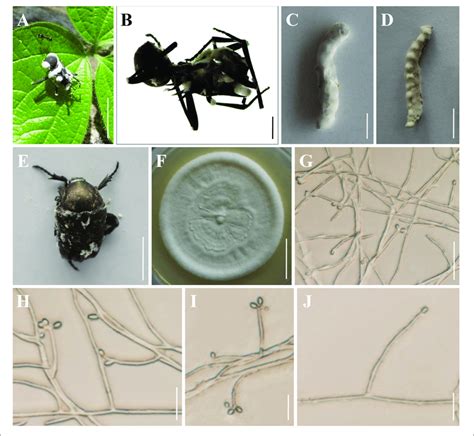 | Morphology of Beauveria polyrhachicola. (A,B) The type specimen (YHH ...