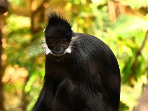 Francois’ Langur - ZooChat