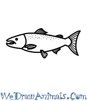 How to Draw an Atlantic Salmon