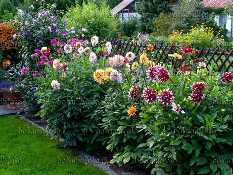 Image Dahlia garden - 463147 - Images of Plants and Gardens - botanikfoto