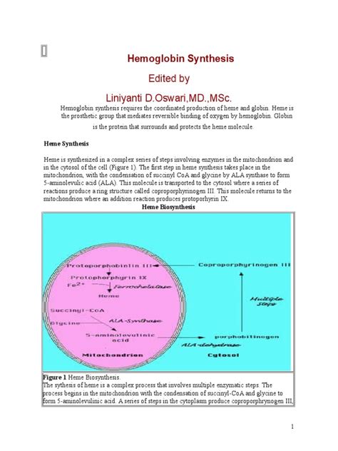 Hemoglobine Synthesis | Hemoglobin | Biosynthesis