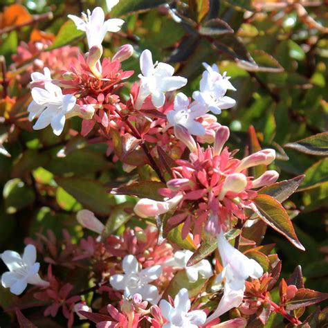 Abelia x grandiflora (Large Plant) - Shrubs & Roses - Thompson & Morgan ...