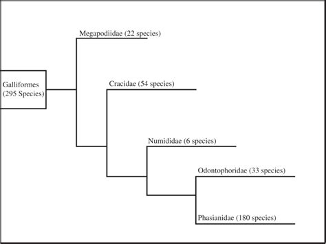 Galliformes: Species, Varieties, and Behavior | Veterian Key