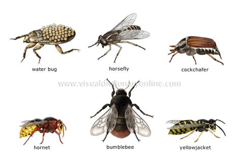 Class Insecta Examples