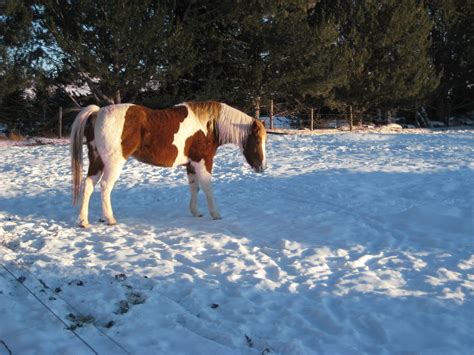 Snowy Horse Free Photo Download | FreeImages