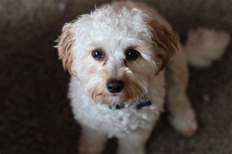 Cavapoo - Cavalier King Charles Spaniel & Miniature Poodle Mix - Animal Corner