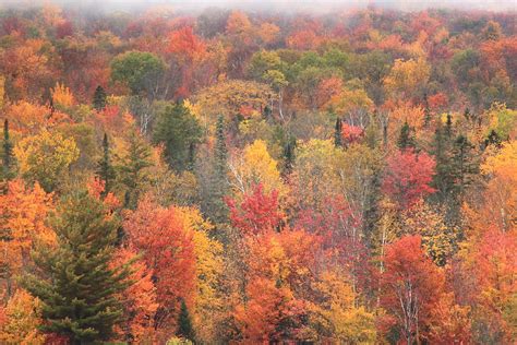 Green Mountain Fall Foliage Photograph by John Burk