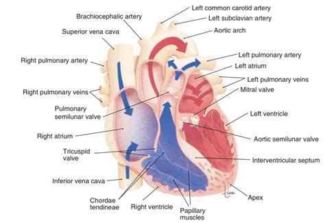 Heart Anatomy: Labeled Diagram, Structures, Blood Flow,, 58% OFF