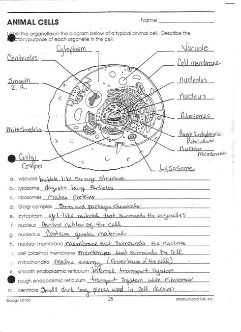 Labeling An Animal Cell Worksheet