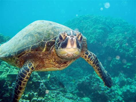 Record-breaking turtle migration exposes limits of marine reserves | Science | AAAS