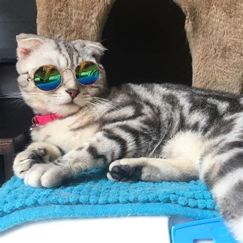 Fashion Cat Sunglasses – lifewithcats