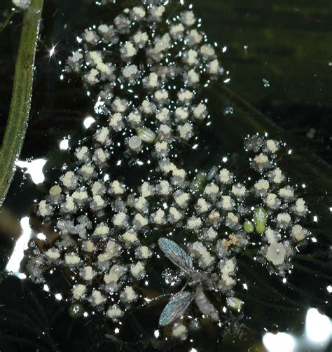 Vallisneria americana (Hydrocharitaceae) image 15876 at ...